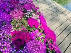 -合肥滨湖国家森林公园