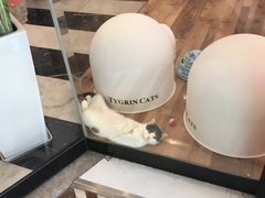 -袖虎·猫馆(体育西路店)