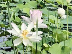 -莲花池公园