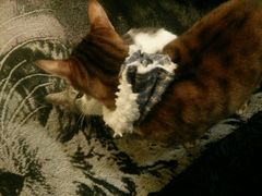 -猫色咖啡·猫咖