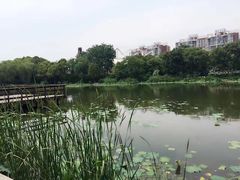 -新江湾城公园