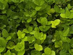 -老六饭店(翠通路店)