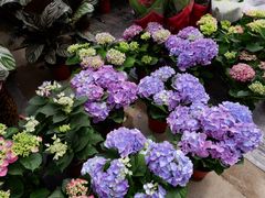 -金科花卉市场