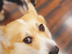 -豆柴町-柴犬主题狗咖(红鼎国际C座店)