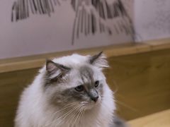 -滚猫咖啡·猫咖·猫友好撸猫(未来城店)