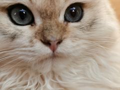 -猫十亿·布偶金渐层·曼基康矮脚猫舍(青年路店)