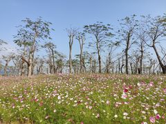 -芒洲湿地公园