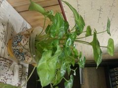 android_upload_pic-隅cafe(傅厚岗店)