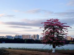 -海珠湖公园