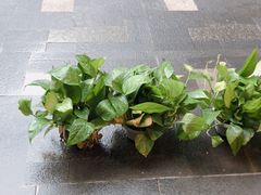 -宽口美蛙鱼头(大唐西市店)