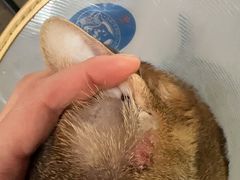 -纳吉亚猫专科动物诊疗中心(蒋宅口分院)