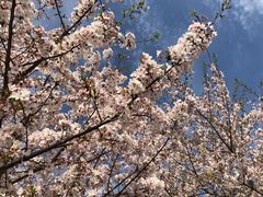 -高东镇樱花园