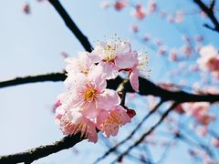 -顾村公园