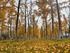 -汉长安城未央宫国家考古遗址公园
