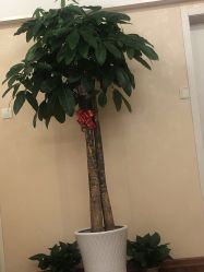 -康巴克疤痕修复连锁机构