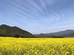 -新建村梅花