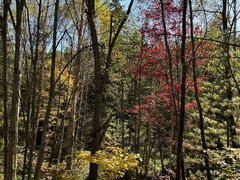 -五营红松林海景区