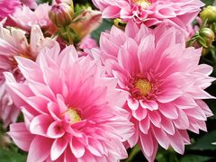 -青藏高原野生动物园