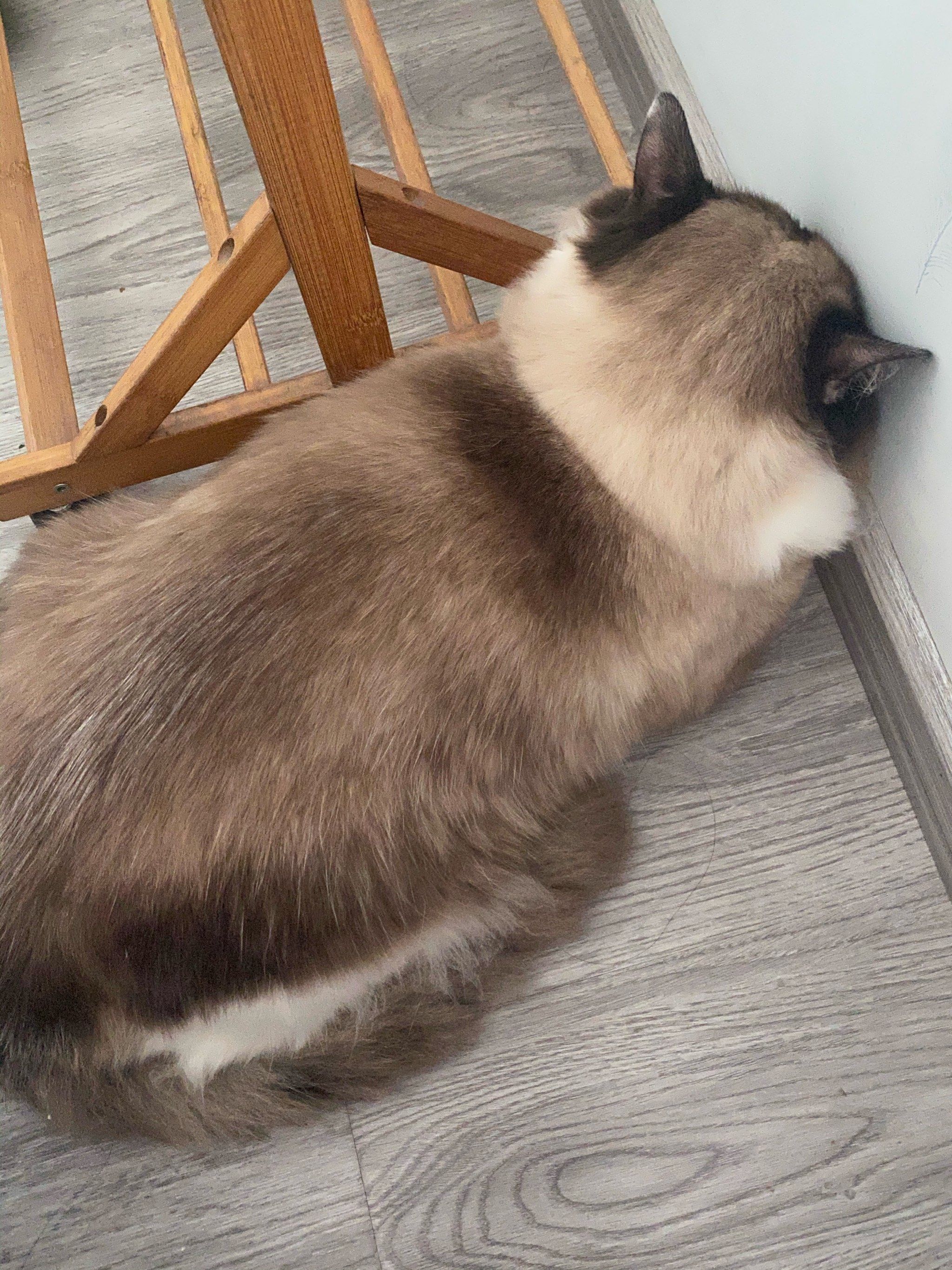 谁家好猫喜欢面壁思过?