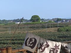 -龙坞茶村