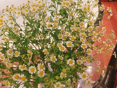 -双季花艺园艺市场(浦东店)