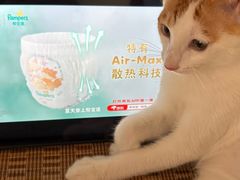 -宠颐生汉谟拉比宠物医院