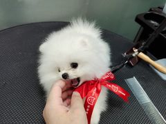 -宠物家(大兴旧宫店)