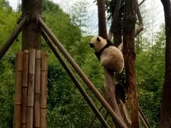 -都江堰中华大熊猫苑