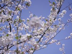 -上海辰山植物园