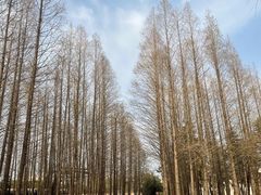 -日照海滨国家森林公园