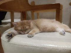 -藏猫猫咖啡主题馆(中央大道店)