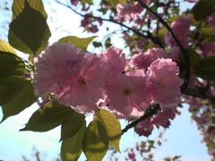 -武汉大学-樱园