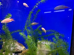 -上海海洋水族馆