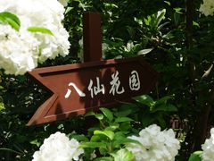 -上海共青森林公园