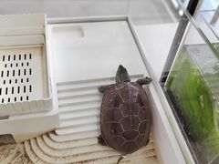 -喵宠乐园·撸猫互动·猫舍