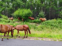 -塞罕坝国家级自然保护区