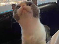 -客栈猫舍(中央北路店)