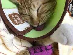 -谐和益家动物医院·免疫绝育·血液透析·宠保定点医院(高新伊藤分院)