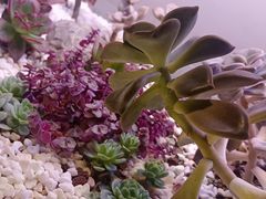 -街角等你.大连海鲜烧烤.经典铁板海鲜串(西安路店)