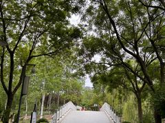 -大兴滨河森林公园