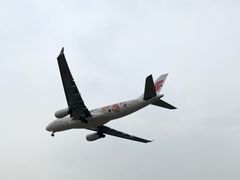 -空港花田景区