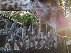 -清迈夜间动物园