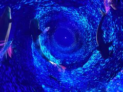 -海合安青岛极地海洋公园