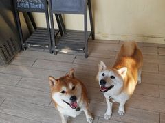 -柴犬高等学院·狗咖·柴犬售卖·宠物训练