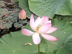 -长春市南湖公园