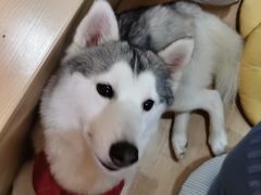 -Husky Go! 哈士奇体验馆·宠物咖啡厅狗咖
