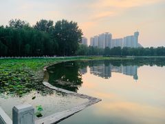 -莲花池公园