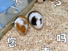 -怪兽屋·羊驼·猫咖·狗咖(俊华广场店)