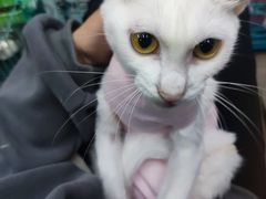 -乐派堂宠物医院·猫友好· 心脏科(东街店)