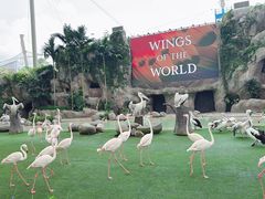 -新加坡飞禽公园